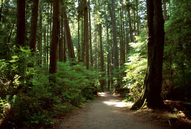 image of walking trail lined with tall douglas fir trees and rays of sunshine peering through the trees illuminating the trail ahead
